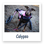 Calypso