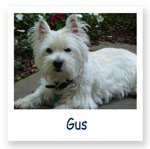 Gus