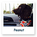 Peanut