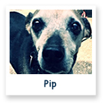 Pip