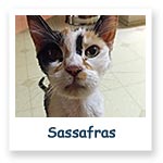 Sassafras