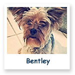 Bentley