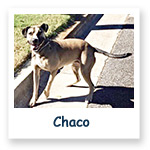 Chaco