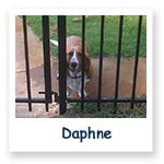 Daphne